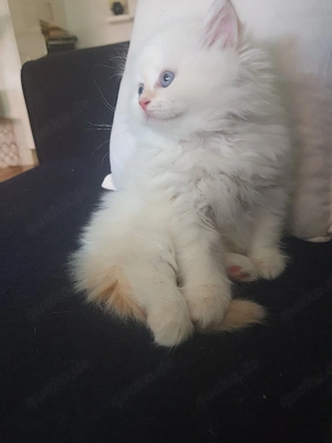 britisch Katzen    