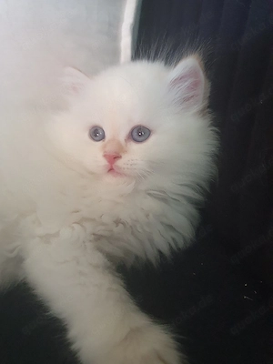 BKH britisch Katzen lang harre 