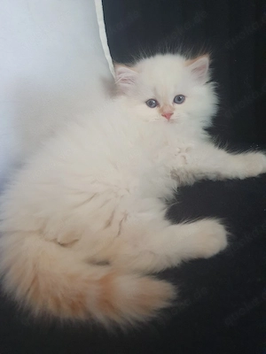 BLH Katze    