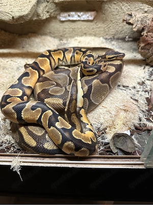 2 Königspythons abzugeben (Weibchen 2022 + Männchen 2024)   gesund & futterfest