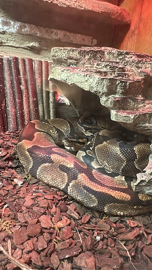 2 Königspythons abzugeben (Weibchen 2022 + Männchen 2024)   gesund & futterfest Bild 5