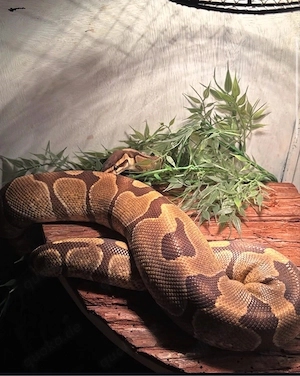 2 Königspythons abzugeben (Weibchen 2022 + Männchen 2024)   gesund & futterfest Bild 4