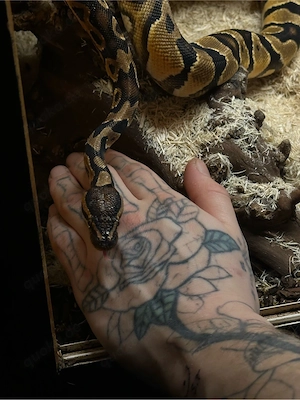 2 Königspythons abzugeben (Weibchen 2022 + Männchen 2024)   gesund & futterfest Bild 3