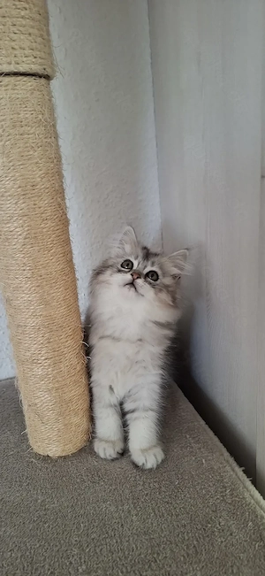 Perser   Maine Coon Kitten, Kätzchen, cats, Katzen Bild 6