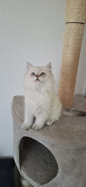 Perser   Maine Coon Kitten, Kätzchen, cats, Katzen Bild 4