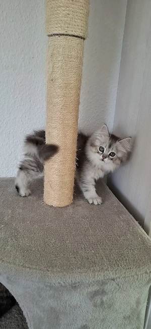 Perser   Maine Coon Kitten, Kätzchen, cats, Katzen Bild 5