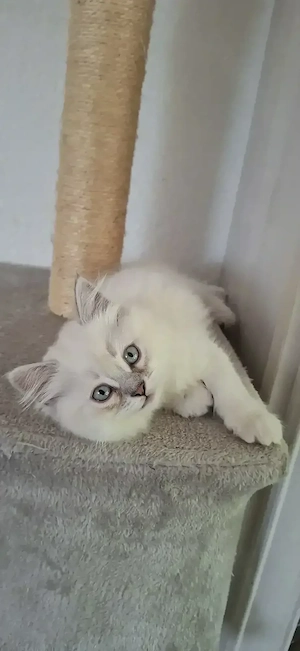 Perser   Maine Coon Kitten, Kätzchen, cats, Katzen Bild 3