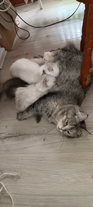 Perser   Maine Coon Kitten, Kätzchen, cats, Katzen Bild 9