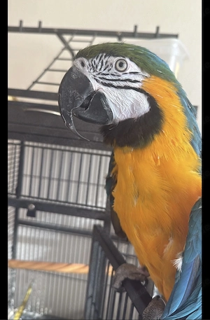 Gelbbrust ara Papagei