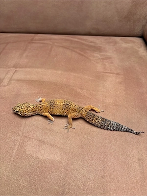 Leopardgeckos