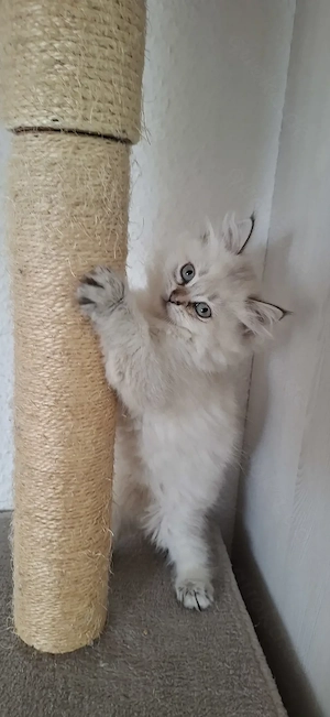 Perser   Maine Coon Kitten, Kätzchen, cats, Katzen Bild 2