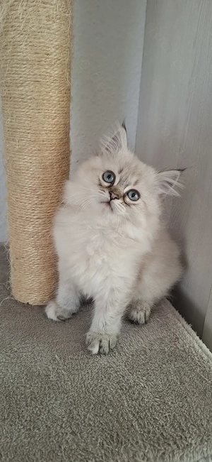 Perser   Maine Coon Kitten, Kätzchen, cats, Katzen Bild 7