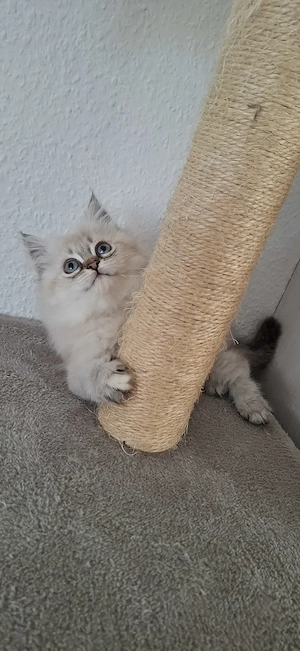 Perser   Maine Coon Kitten, Kätzchen, cats, Katzen Bild 8