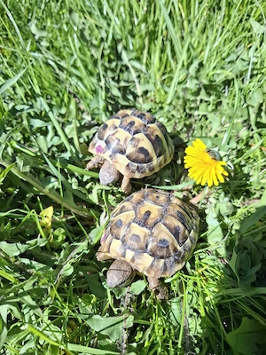 Griechische Landschildkröten 