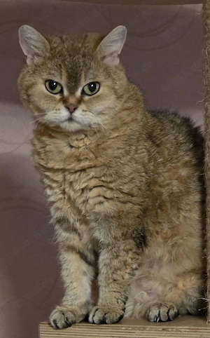 Selkirk Rex Mädchen mit Ahnentafel 