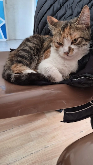 Sissi sucht ein neues Zuhause