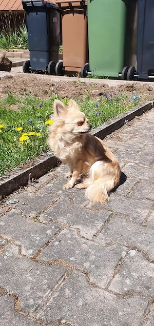 Mini Chihuahua  Weibchen 