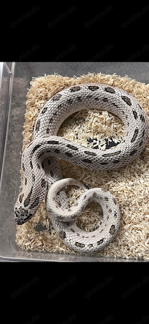 Hakennasennattern Adult 1.0 Superarctic Conda 0.1 Het Sable ph albino