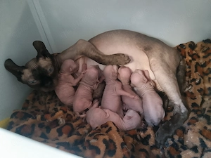 Sphynx Elf kitten 12.4.26