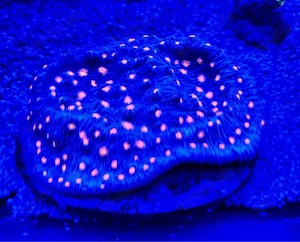 korallen, chalice bugatti. euphylia 