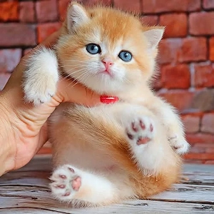 Britisch-Kurzhaar-Liebhaber