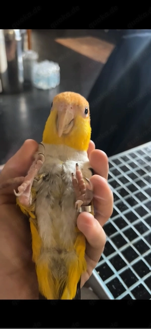 Rostkappenpapagei Handaufzucht Bild 2