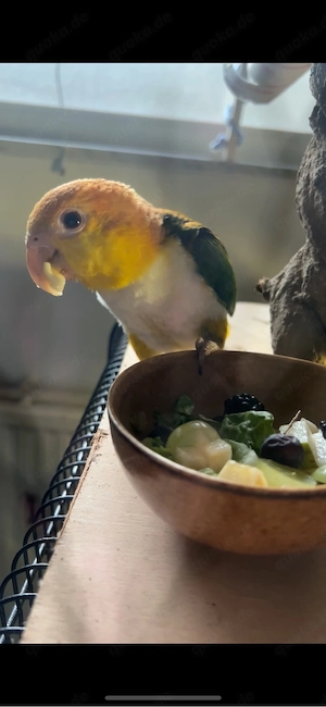 Rostkappenpapagei Handaufzucht Bild 3