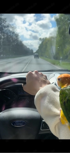 Rostkappenpapagei Handaufzucht Bild 4