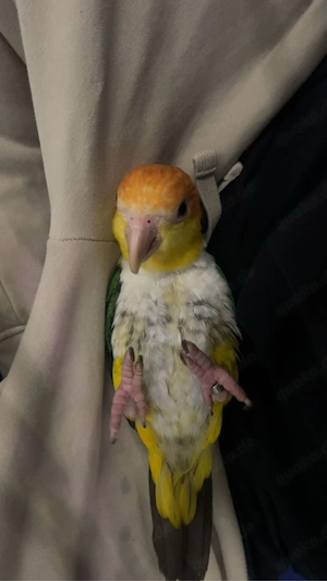 Rostkappenpapagei Handaufzucht