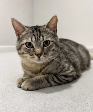 Liebervoller Kater sucht ein neues Zuhause 