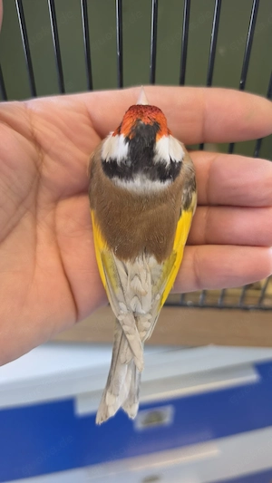 Stieglitz major phaeo