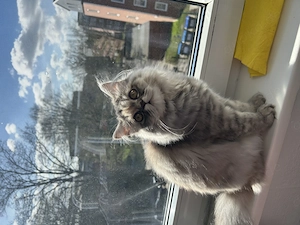 Kleine Katze 6 Monate alt