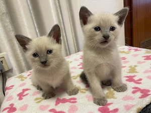 siam kitten 
