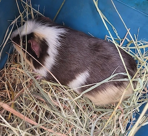 Meerschweinchen Mädchen 