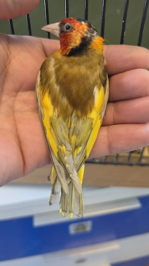 Stieglitz major gelb phaeo 