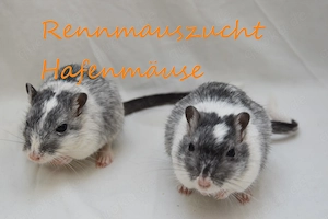 Adulte Rennmausgruppen aus langjähriger, artgerechter Zucht | Rennmäuse Gerbil Wüstenrennmaus