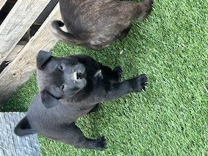 Chow Chow mix Welpen 