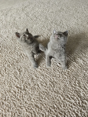 BKh Kitten Britisch Kurzhaar 