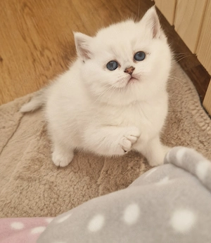 Traumhafte BKH Bärchen abzugeben 