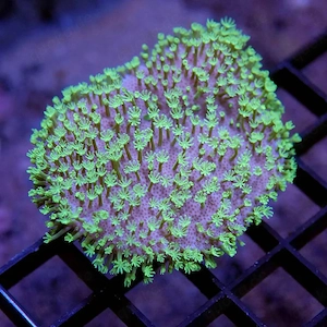 Meerwasser pilz groß mit grünen polypen