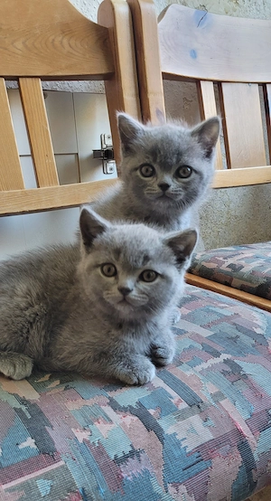 BKH Kitten