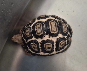 Pantherschildkröten