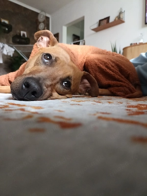 Traumhund in gute Hände abzugeben