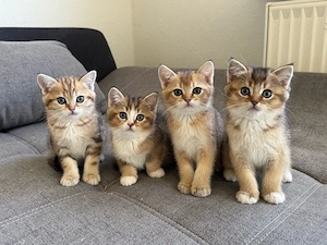 BKH Kitten Golden Schaded und Tabby