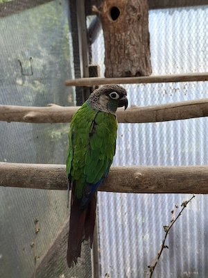 Blausteißsittich Hahn