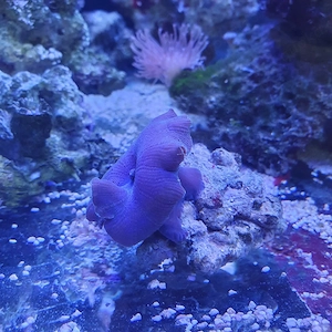 Meerwasser lila scheibe