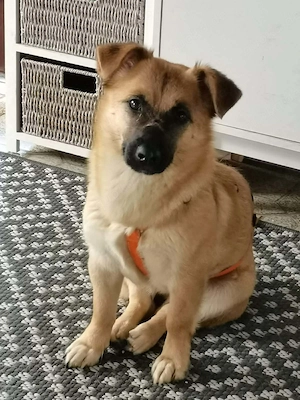 Zaubermaus AVA sucht ihr Zuhause 