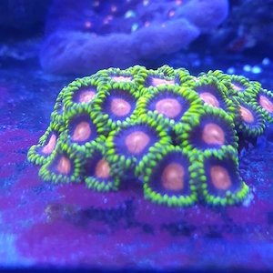 Meerwasser zoa ableger