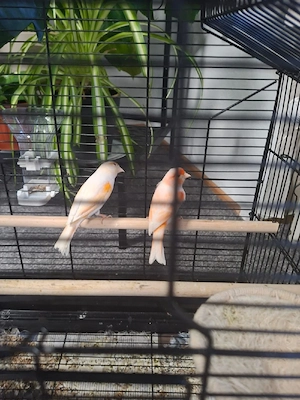 Kanarienvögel mosaik pärchen 