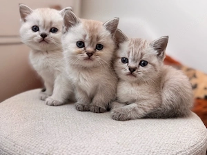 BKH kitten Blue Point  
